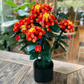 THE GOLDEN CHRYSANTHEMUM  IN A FLOWERPOT | 1614 pieces
